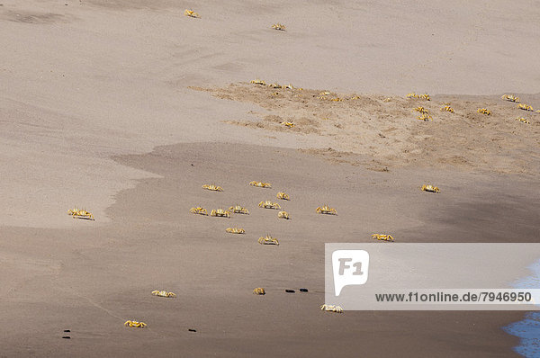 Geisterkrabben (Ocypode cursor) auf dem Strand