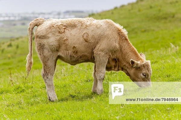 Domestic cattle  calf on pasture