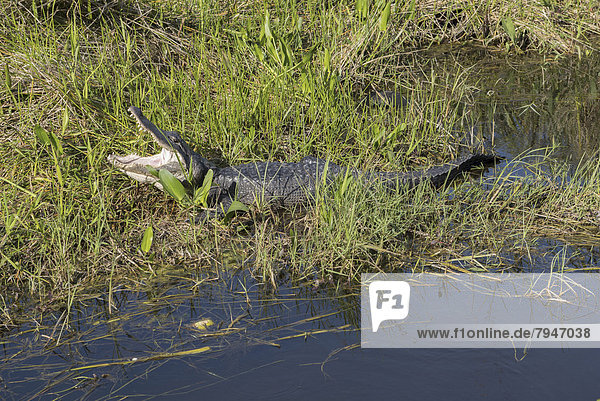 Mississippi-Alligator (Alligator mississippiensis) mit offenem Maul