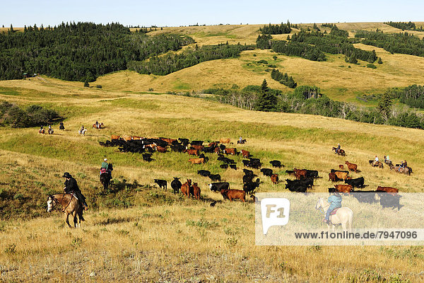 Cowboys und Cowgirls treiben Rinder durch die Prärie