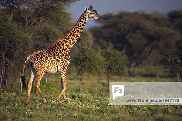 Giraffe (Giraffa camelopardalis) im Abendlicht