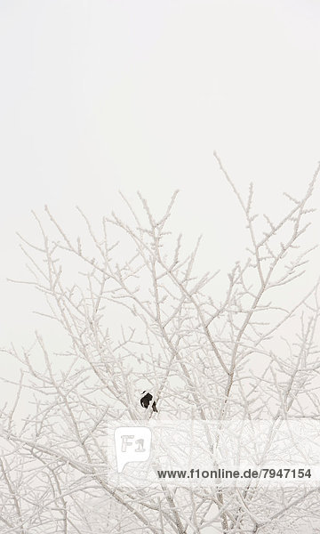 Bird sitting in frosty tree