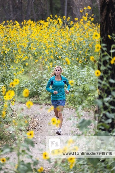 Frau  folgen  rennen  umgeben  Sonnenblume  helianthus annuus