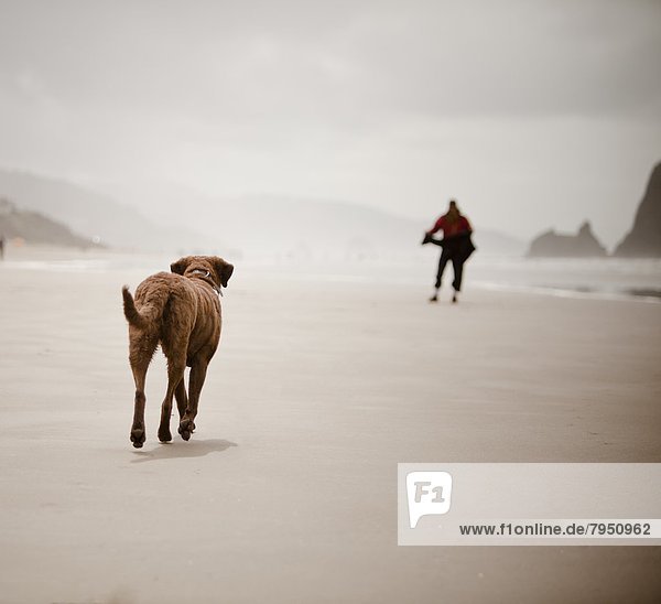 gehen  Strand  Hund  Inhaber