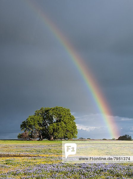 über  spät  Feld  Wildblume  Nachmittag  Tafelberg  Kalifornien  Regenbogen