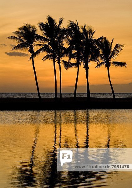 Sonnenuntergang  Baum  Spiegelung  Bucht  Hawaii