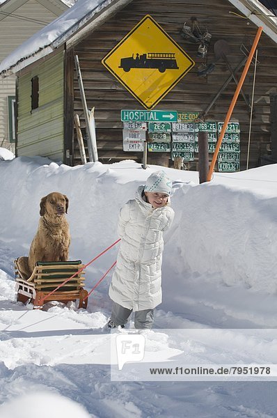 A young girl hauls her dog in a sled   Silverton  Colorado.