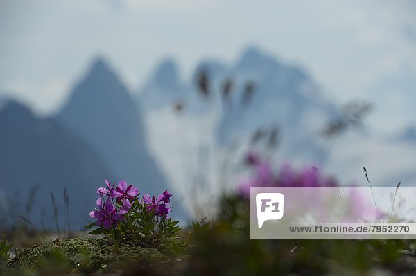 Wildblume  Gletscher