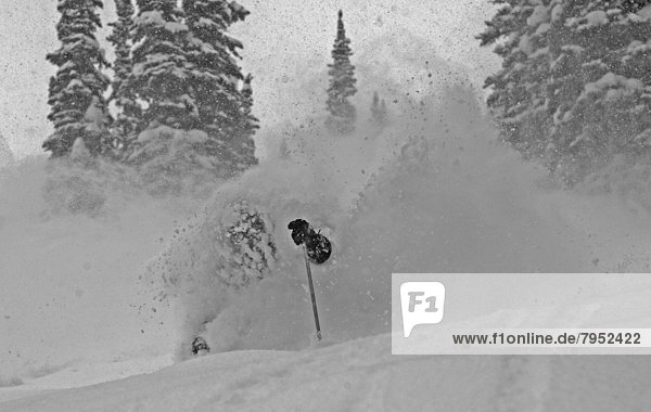 Führung  Anleitung führen  führt  führend  Pulverschnee  Ski  Gesichtspuder  tief  Schnee