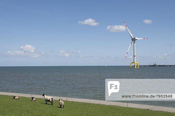 Windturbine Windrad Windräder Ecke Ecken Meer groß großes großer große großen