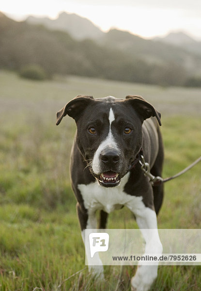 A dog in a field in Malibu  California.