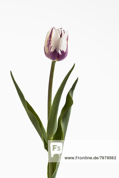 Red and white tulip flower against white background  close up