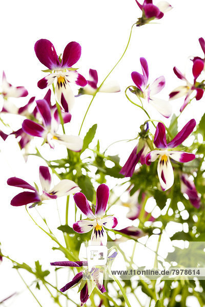 Viola flowers against white background  close up