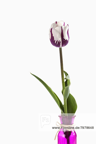 Violette und weiße Tulpenblüte vor weißem Hintergrund  Nahaufnahme
