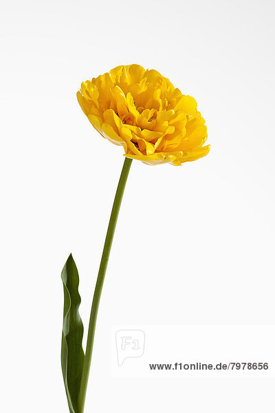 Yellow tulip flower against white background  close up