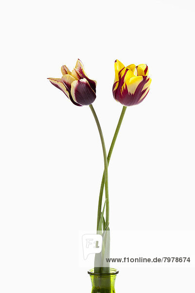 Violette und gelbe Tulpenblüten im Glas vor weißem Hintergrund  Nahaufnahme