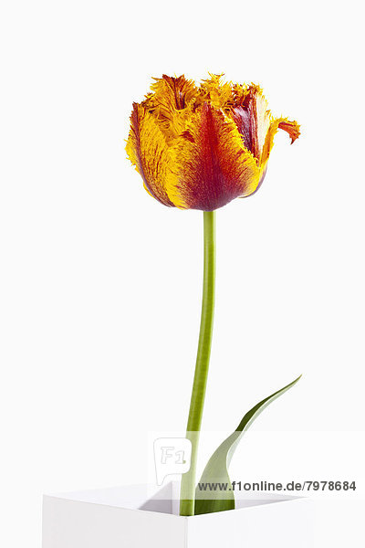 Potted plant of orange fringed tulip flower against white background  close up