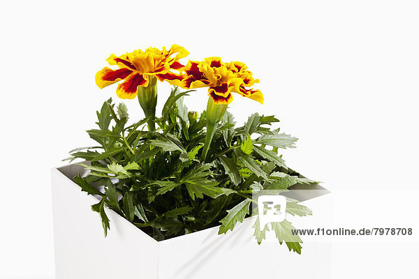 Potted plant of marigold flower against white background  close up