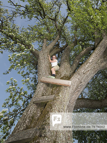 Österreich  Mädchen krabbelt auf dem Baum