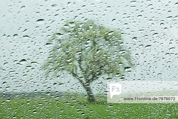 Regentropfen auf Fensterscheibe mit Apfelbaum im Hintergrund