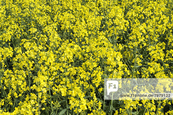 Germany  Baden Wuerttemberg  View of Yellow rape field