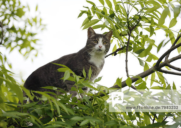 Deutschland  Baden Württemberg  Katze klettert auf Ast  Nahaufnahme