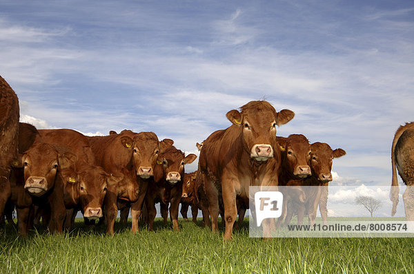 Herde Herdentier jung Limousin
