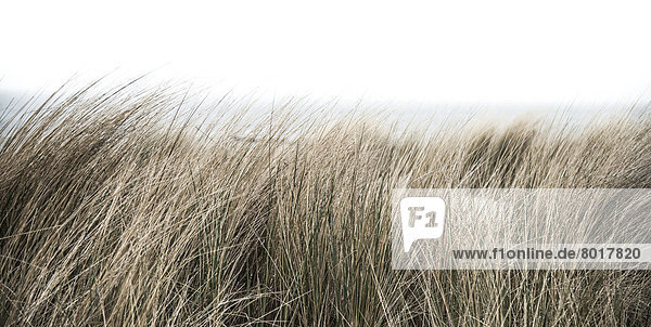 Strandgras  Ostseeküste