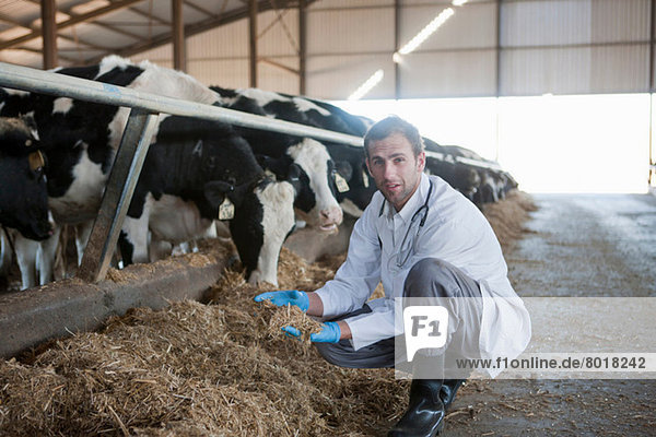 Tierarzt auf einem Milchviehbetrieb