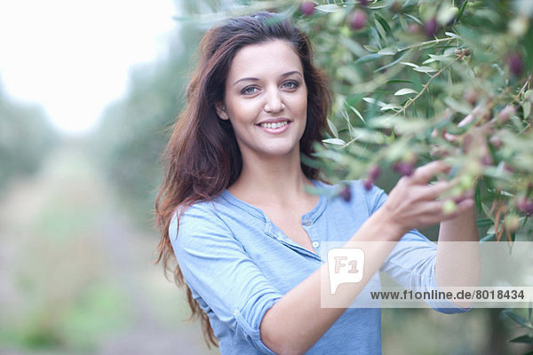Frau pflückt Oliven im Olivenhain