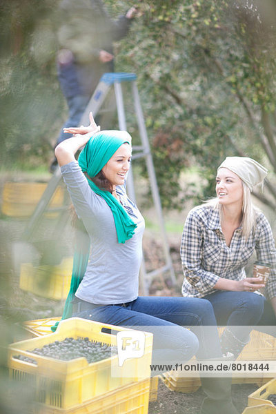 Women sitting on crates taking a break in olive grove