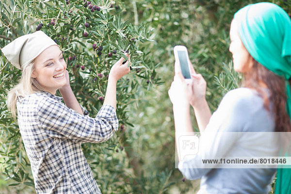 Woman taking photo of friend in olive grove