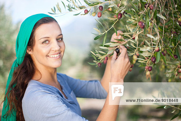 Woman picking olives in olive grove portrait