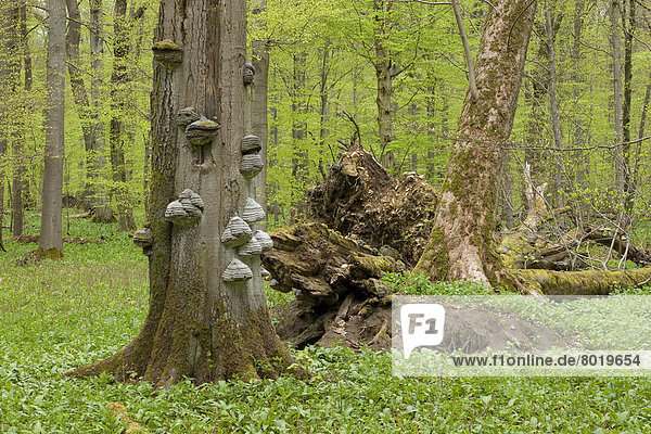 Abgestorbene Buche mit Zunderschwamm (Fomes fomentarius) im Rotbuchenwald im Frühjahr