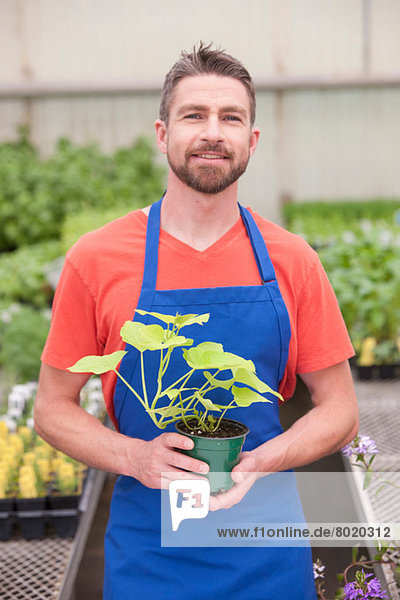 Mittelgroßer Mann hält Pflanze im Gartencenter  Portrait