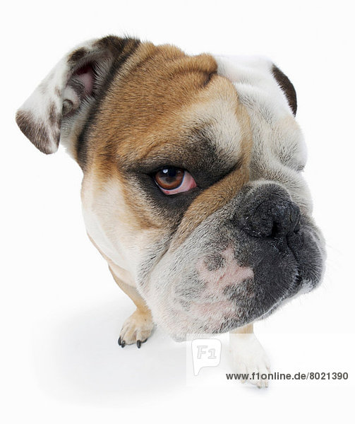 Studio-Porträt der englischen Bulldogge sieht verdächtig aus
