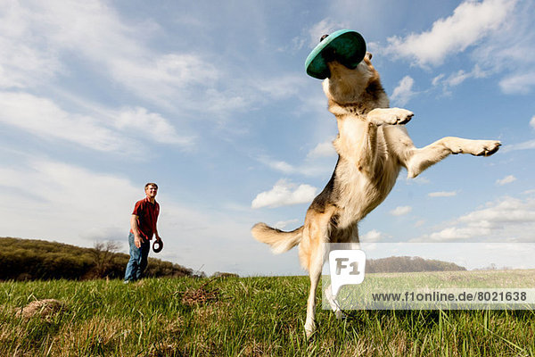 Elsässischer Hund beim Frisbee fangen