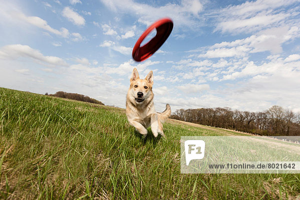 Elsässischer Hund rennt durchs Feld  um Frisbee zu fangen.