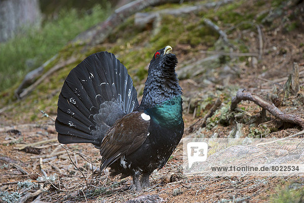 Western Capercaillie or Wood Grouse (Tetrao urogallus)  courting display