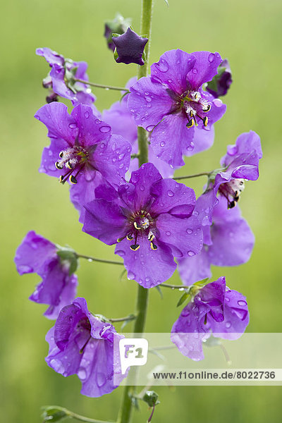 Violette Königskerze oder Purpurrotes Wollkraut (Verbascum phoeniceum)