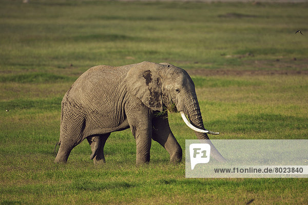 Afrikanischer Elefant (Loxodonta africana) zur Regenzeit
