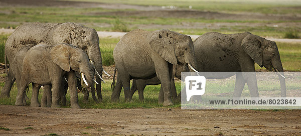 Afrikanische Elefanten (Loxodonta africana)  Elefantenherde zur Regenzeit