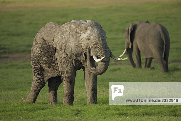 Afrikanische Elefanten (Loxodonta africana) zur Regenzeit
