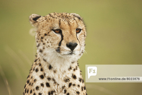 Gepard (Acinonyx jubatus) Portrait