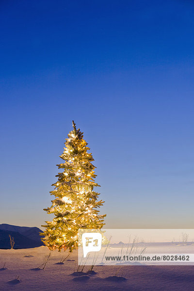 beleuchtet  bedecken  Baum  gelb  Tal  Beleuchtung  Licht  Weihnachten  Dekoration  Feld  Matanuska-Susitna Borough  Schnee
