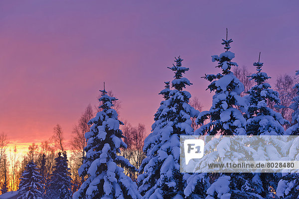 hinter  Quelle  Winter  bedecken  Amerika  Sonnenuntergang  Baum  Glut  Verbindung  Fichte  Alaska  Anchorage  russisch  Schnee