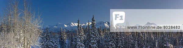 Panorama  Berg  Winter  Amerika  Landschaft  Wald  Verbindung  Fichte  Alaska  Anchorage