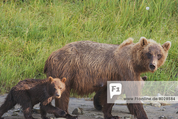 Braunbär  Ursus arctos  gehen  Bär  junges Raubtier  junge Raubtiere