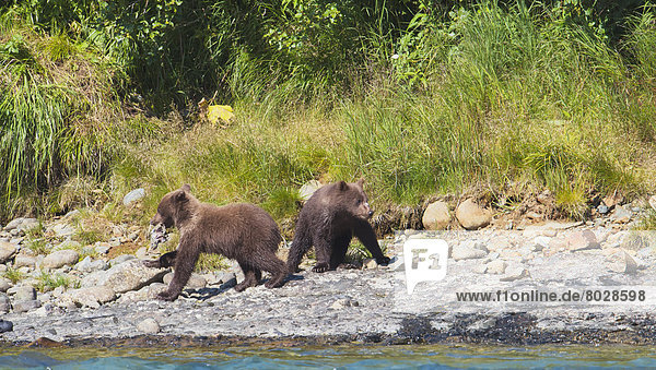 Braunbär  Ursus arctos  Wasser  Spiel  2  Jungtier  Bär