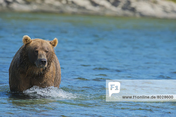 Braunbär  Ursus arctos  Wasser  gehen  Bär
